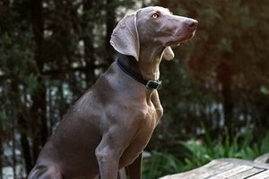 威玛猎犬拉稀怎么办 威玛猎犬拉肚子解决方法