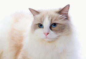 土耳其梵猫腹泻怎么治疗 土耳其梵猫腹泻治疗方法