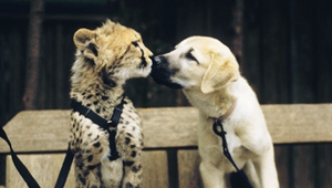 安纳托利亚牧羊犬狗瘟能治好吗