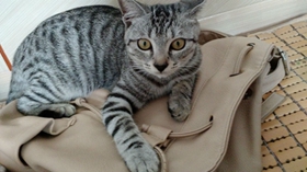 美国短尾猫拉稀吃什么 美国短尾猫拉稀原因