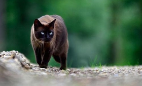 东奇尼猫发烧怎么办 东奇尼猫发烧解决办法