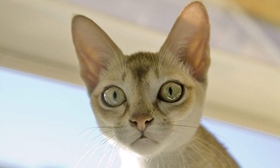 新加坡猫打呼噜怎么回事 新加坡猫打呼噜原因介绍