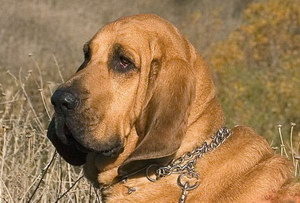 寻血猎犬感冒怎么办 寻血猎犬感冒治疗方法