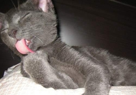 科拉特猫肾衰怎么办 科拉特猫肾衰解决办法