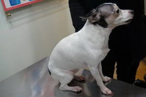 玩具猎狐梗细小症状有哪些 玩具猎狐梗细小病毒治疗方法