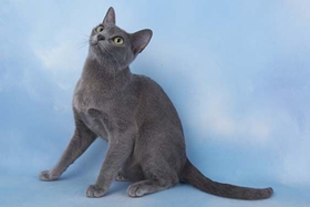 科拉特猫幽门阻塞有哪些症状 幽门阻塞症状介绍