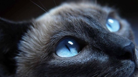 哈瓦那棕猫牙周炎怎么治疗 哈瓦那猫牙周炎治疗方法