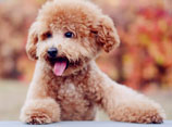 泰迪犬怎么修毛视频教程 泰迪犬修毛注意事项