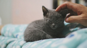 俄罗斯蓝猫得皮肤病怎么办 猫咪皮肤病治疗方法
