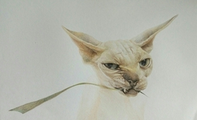 加拿大无毛猫感冒吃什么药