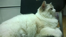 伯曼猫呼吸急促什么原因 猫咪呼吸每分钟多少次