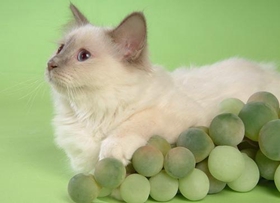 山东狮子猫得乳腺肿瘤怎么办 猫咪乳腺肿瘤治疗方法