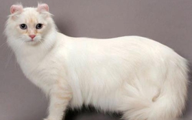 喜马拉雅猫骨折怎么办 猫咪骨折紧急处理办法