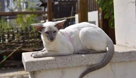 东方短毛猫生病怎么照顾 学习照顾生病的猫咪