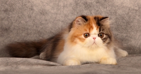 加菲猫拉稀怎么办 异国短毛猫拉稀解决办法