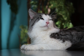 挪威森林猫血尿怎么办 猫咪血尿解决办法