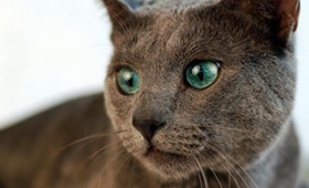 怎么判断蓝猫是否得气胸 俄罗斯蓝猫气胸的症状