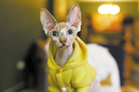 加拿大无毛猫咳嗽怎么办 猫咪咳嗽的预防措施