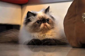 喜马拉雅猫遗传疾病有哪些 喜马拉雅猫遗传疾病介绍