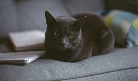 俄罗斯蓝猫便秘怎么办 蓝猫便秘病因简析