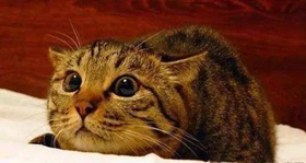 中国狸花猫感冒了怎么办 狸花猫感冒预防方法