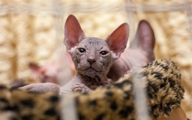 加拿大无毛猫多涎症怎么治疗