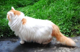 如何治疗猫脂漏性皮炎 猫脂漏性皮炎的治疗方法