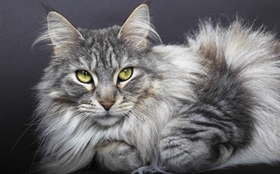 缅因猫肠炎吃什么药 猫咪肠炎症状