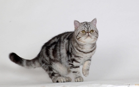 美国短毛猫口吐白沫怎么办 猫咪呕吐白沫解决办法