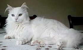 伯曼猫脑炎怎么治疗 猫咪脑炎治疗方法