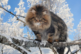 挪威森林猫咳嗽怎么办 猫咪咳嗽治疗措施
