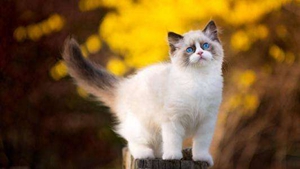 猫瘟怎么传染 猫瘟传染途径