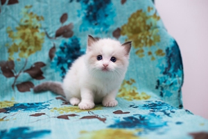 布偶猫遗传病有哪些 布偶猫遗传病治疗方法