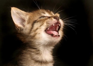 猫咪掉牙是怎么了 猫咪会换牙吗