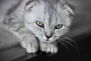 折耳猫遗传病有哪些