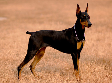 德国杜宾犬