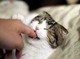 怎么训练加拿大无毛猫不咬人 斯芬克斯猫咬人训练视频视频