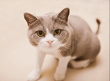 怎么训练猫大小便 训练猫上厕所视频介绍