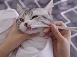 如何给猫护理口腔 猫咪刷牙视频教程