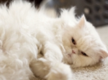 怎么给波斯猫梳毛 波斯猫梳毛视频宝典