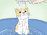 猫咪洗澡注意什么 给猫猫洗澡视频教程