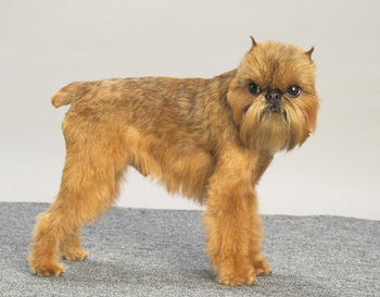 布鲁塞尔格里芬犬