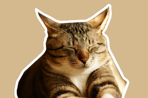 猫眼睛有眼屎怎么办