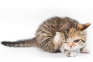 猫癣的症状有哪些
