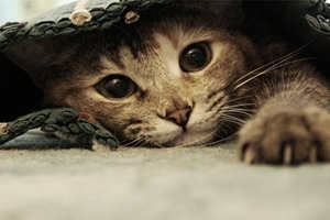 如何识别猫抓病症状