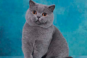 蓝猫配猫注意事项