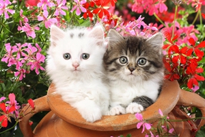小猫咪怎么驱虫