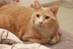 土猫怎么驱虫