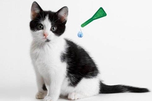 猫咪驱虫要注意什么