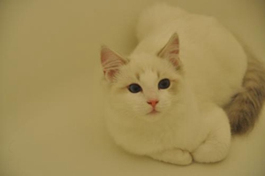 猫生小猫怎么帮助他
